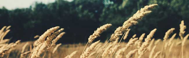 【无广告清爽版】干净纯净的电话炸弹防护业务